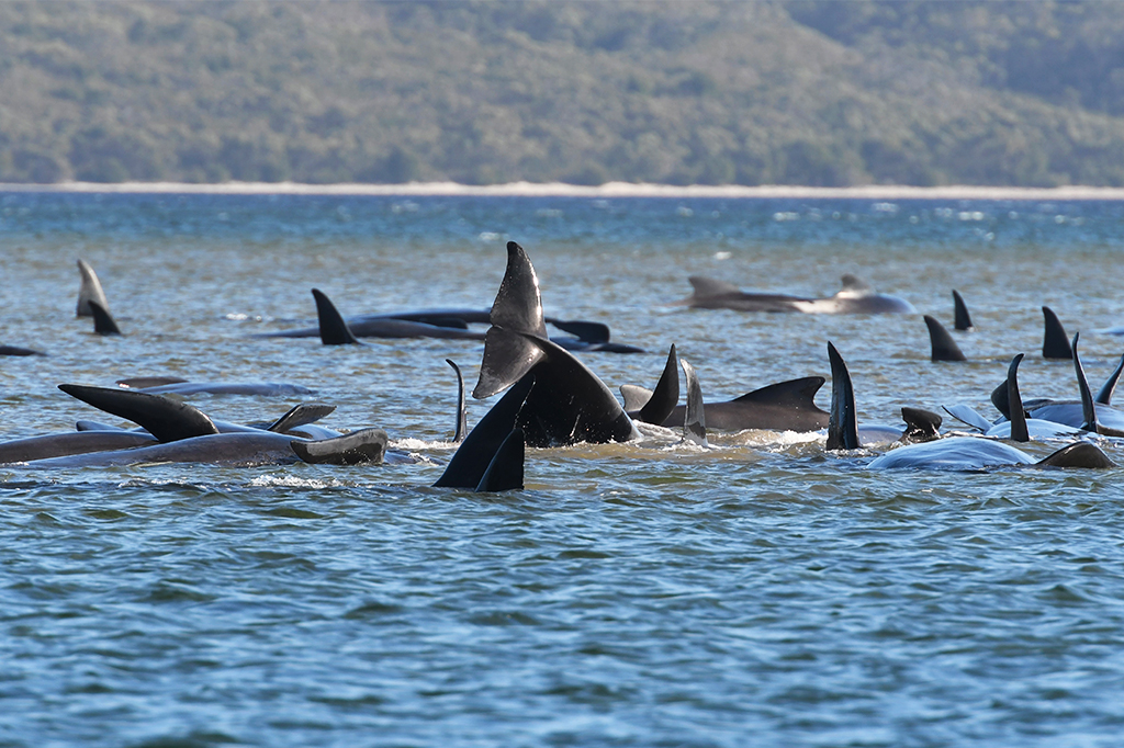 Tasmânia tem o pior encalhe de baleias já registrado na história do estado