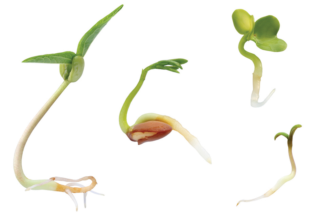 SI_Detox_Integrais_1 <strong>Nutrição – Germinado, o grão fica 600% mais nutritivo.</strong>