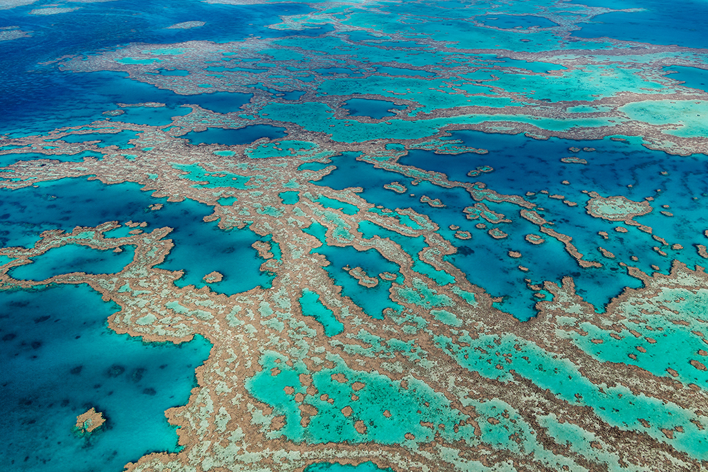 Biobanco vai armazenar 800 espécies de corais para restaurar recifes no futuro