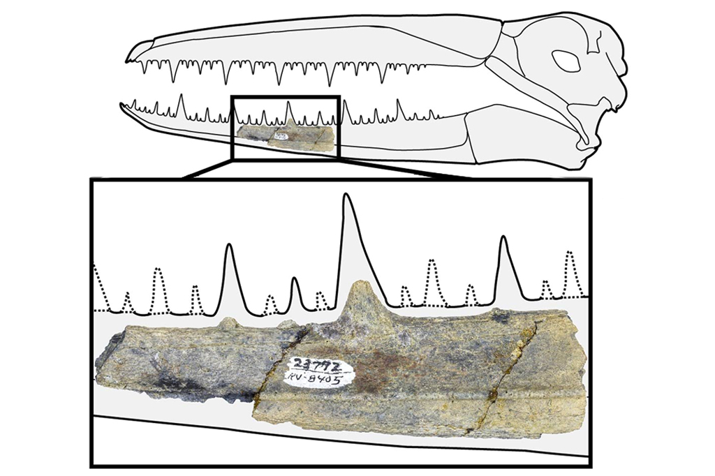Fóssil de pássaro antártico com 6,4 metros de envergadura é encontrado em museu