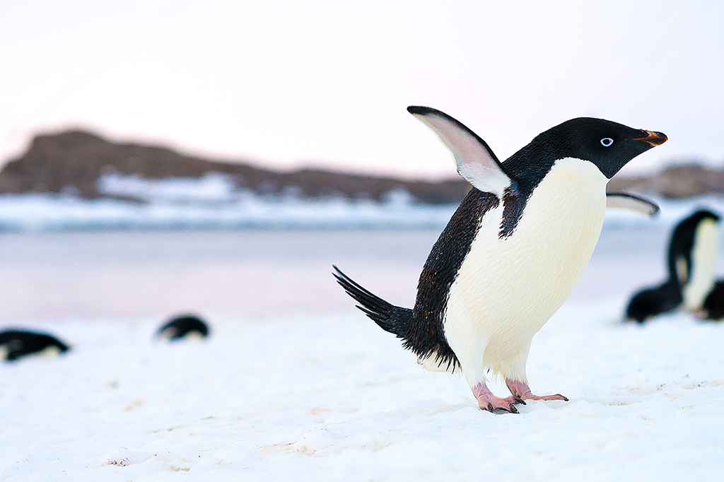 Derretimento de gelo revela pinguins mumificados na Antártica