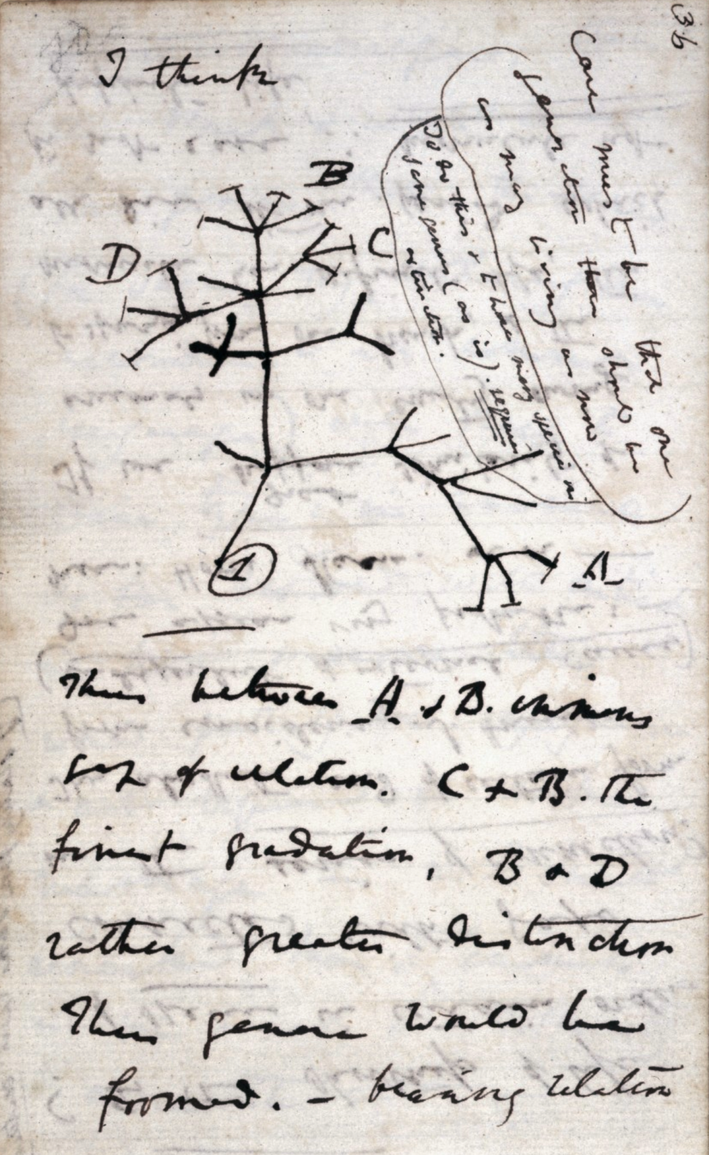 Darwin_Tree_1837