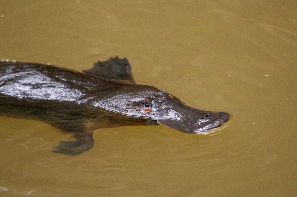 Ornitorrincos perderam 22% de seu habitat nos últimos 30 anos