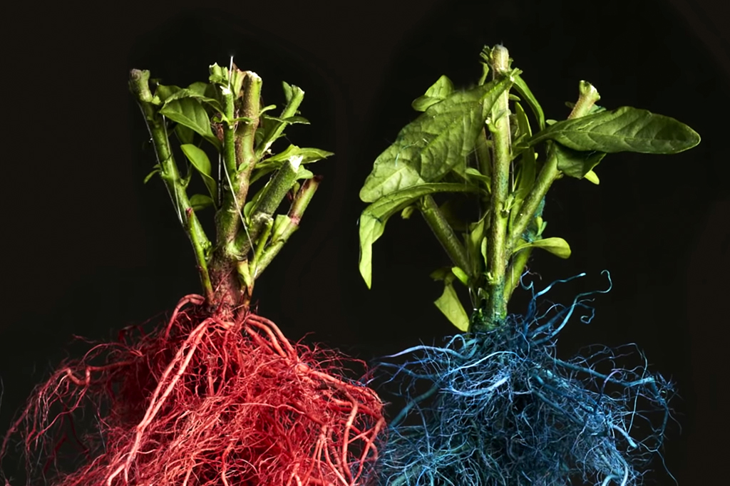 O gene para formação de raízes que é mais antigo que as próprias raízes