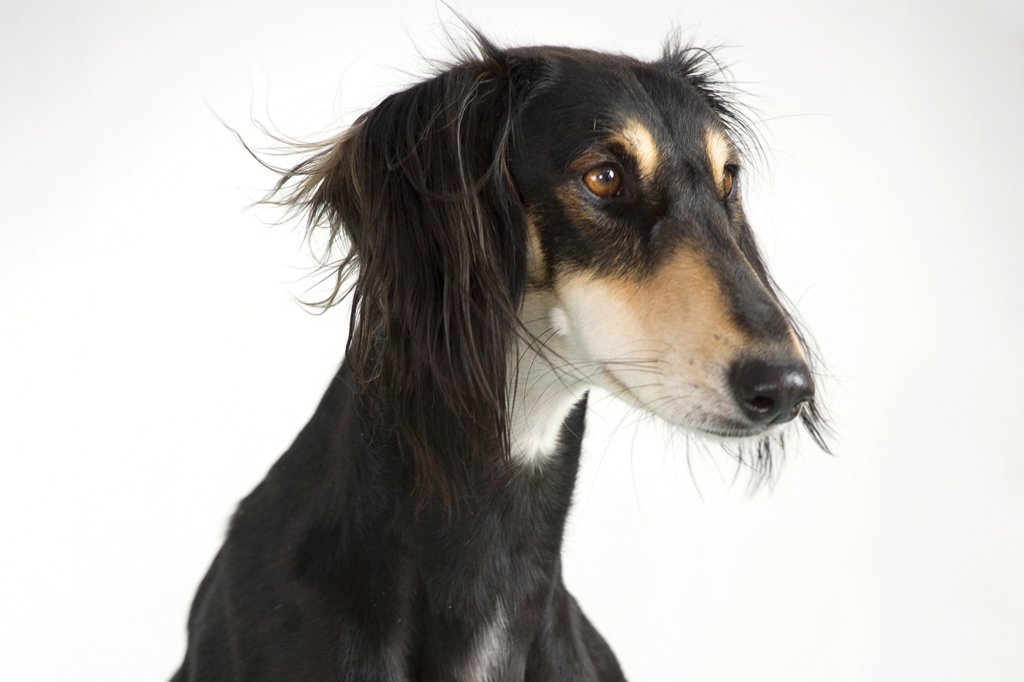 Saluki.