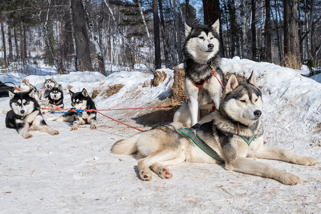 Caçadores siberianos podem ter domesticado cães há 23 mil anos