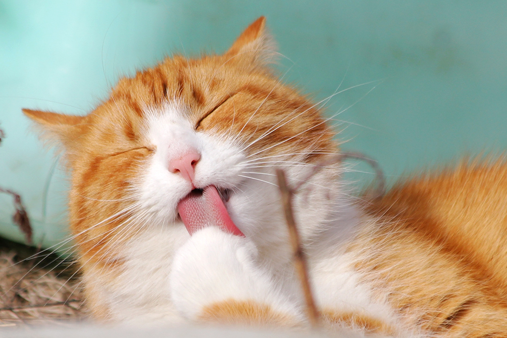 Gato laranja e branco lambendo a própria pata.