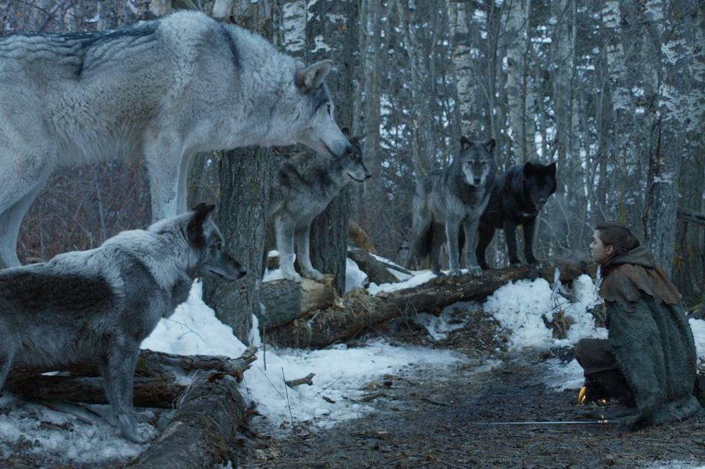 Os lobos pré-históricos (aqueles de Game of Thrones) eram bem diferentes dos atuais
