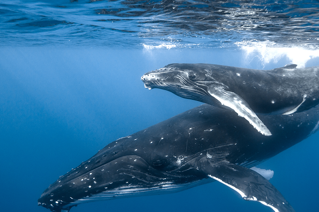 Mãe e filhote de baleia-jubarte.