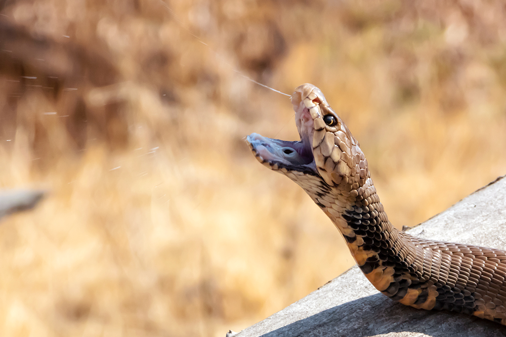 Cobra Cuspidora Moçambicana.