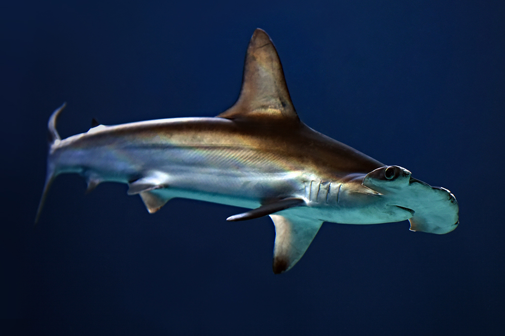 Foto mostrando um tubarão martelo nadando no mar azul escuro.