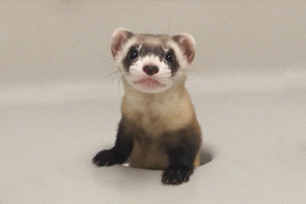 Pela primeira vez, cientistas clonam espécie ameaçada de extinção nos EUA