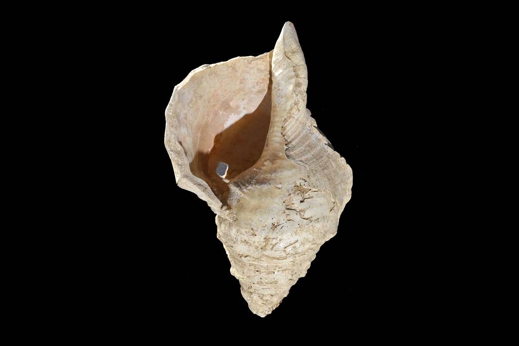 Cientistas “revivem” concha de 18 mil anos que era usada como flauta; ouça