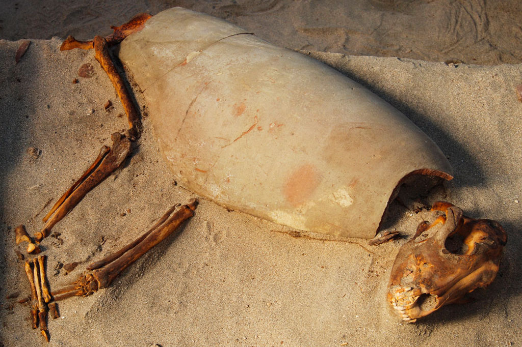 Restos mortais de um cachorro que foi enterrado com uma peça de cerâmica envolvendo seu corpo.