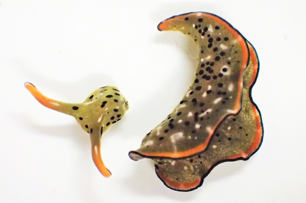 Lesma marinha decapita a própria cabeça e cria um corpo novo a partir dela