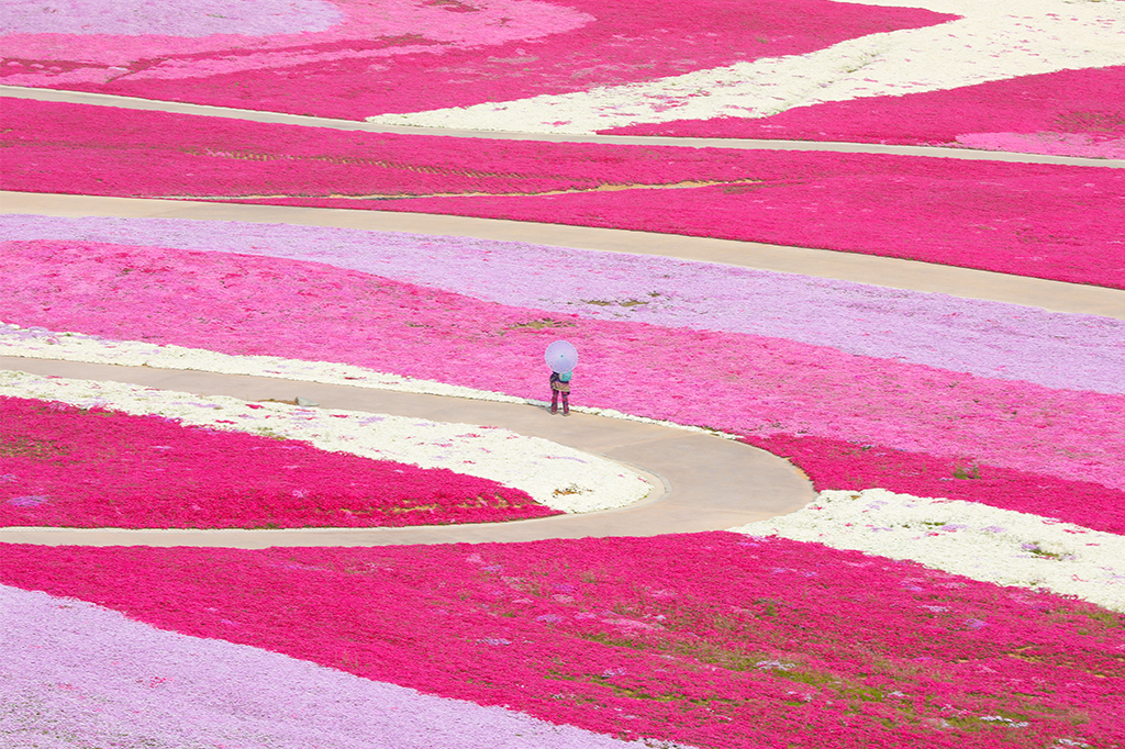 Campo florido com a planta Phlox subulata