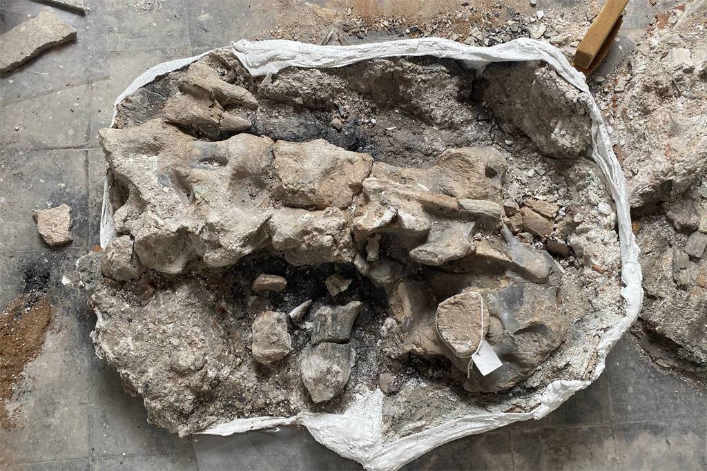 Museu Nacional resgata fóssil de dinossauro de 80 milhões de anos