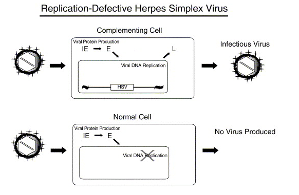 vetor viral