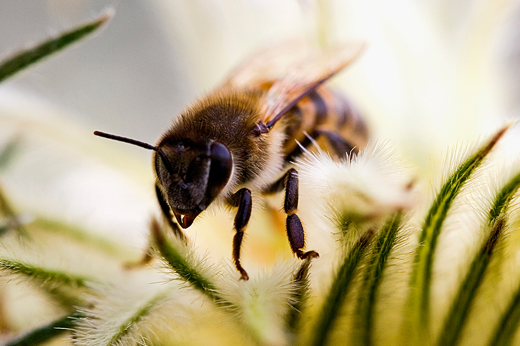 Empresa cria inseticida feito de RNA