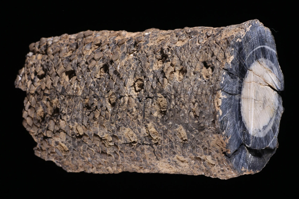 Fóssil de planta de 280 milhões de anos é identificado no Brasil