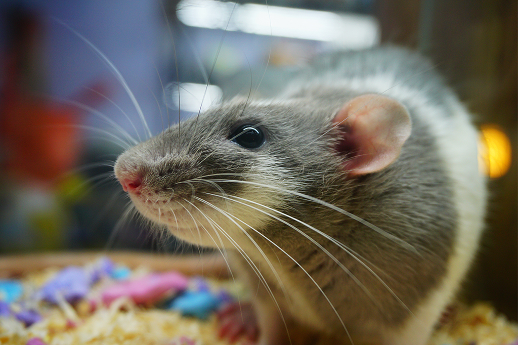 Rato de laboratório em primeiro plano