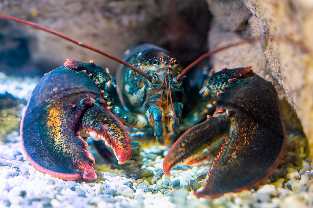 Genoma da lagosta pode revelar segredos da longevidade do animal