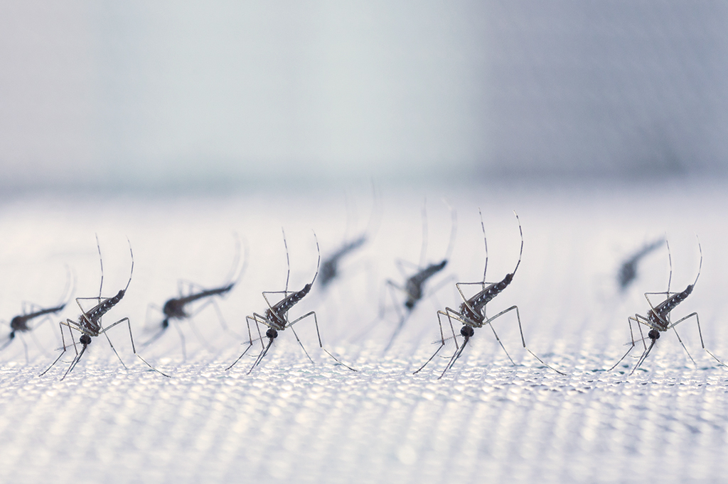 Nuvens de mosquitos podem agir como redes de neurônios – e tomar decisões coletivas