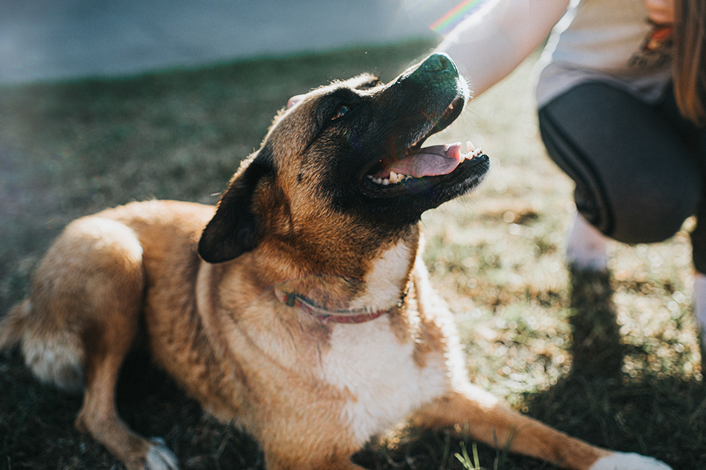 Lobos criados por humanos não entendem as pessoas tão bem quanto os cães, indica estudo
