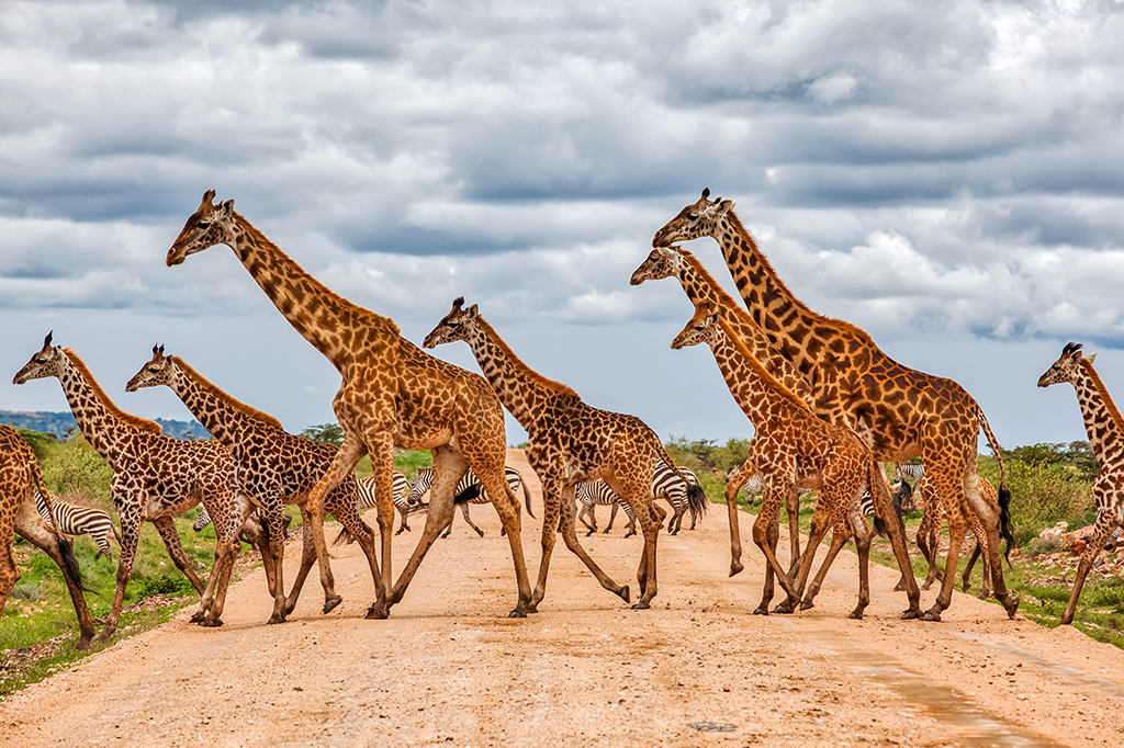 Girafas têm vidas sociais complexas, similares às dos elefantes