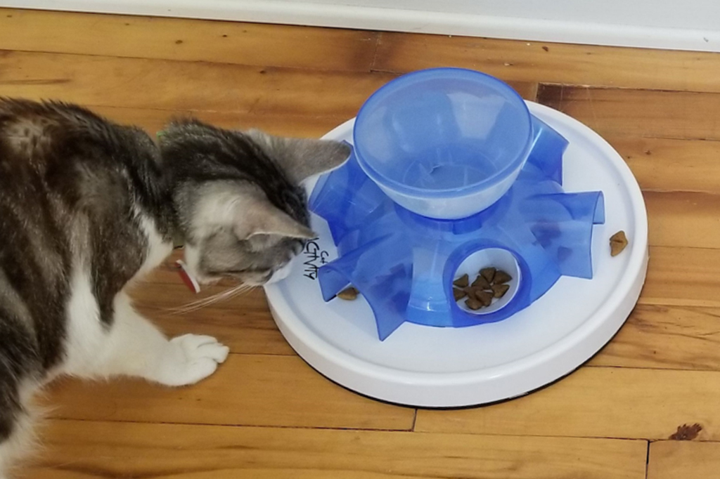Estudo revela como os gatos gostam de receber sua comida 1 Experimento com gato comendo ração.