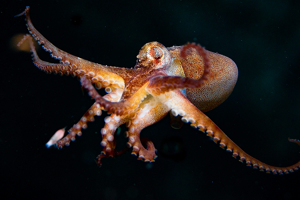 Polvos fêmeas lançam pedras em machos ‘irritantes’, sugere estudo