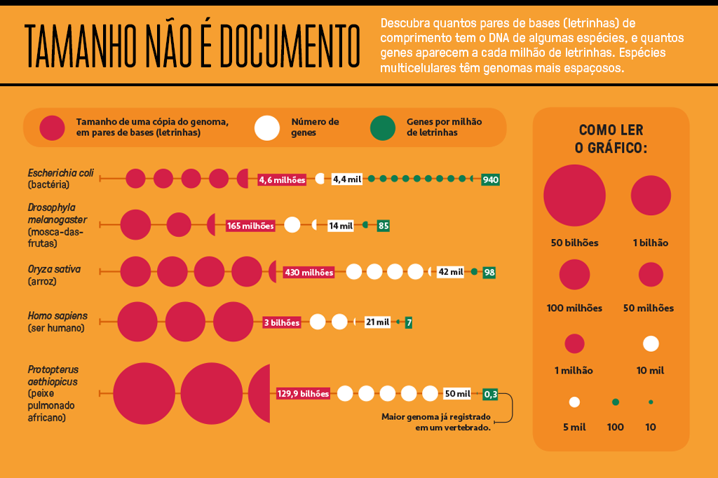 Gráfico mostrando quantos pares de bases de comprimento tem o DNA de algumas espécies.