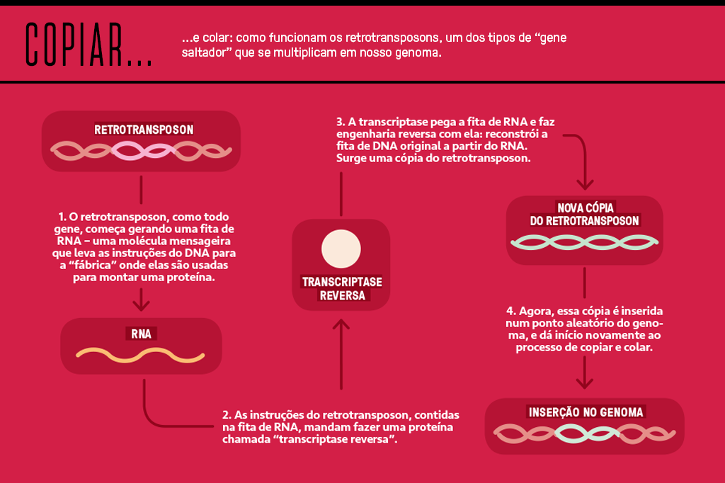 Gráfico mostrando como funcionam os retrotransposons.