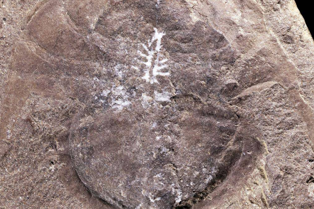 cérebro de caranguejo fossilizado em uma rocha