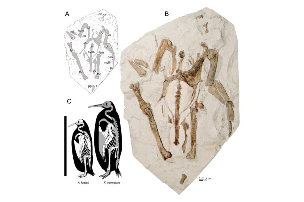 Crianças descobrem fóssil de pinguim gigante na Nova Zelândia (C) Skeletal and size comparison of Kairuku waewaeroa and emperor penguin, Aptenodytes forsteri. Três imagens: um desenho da espécie Kairuku waewaeroa, uma foto dos ossos da espécie, e uma ilustração comparando o Kairuku waewaeroa e o pinguim imperial, Aptenodytes forsteri.