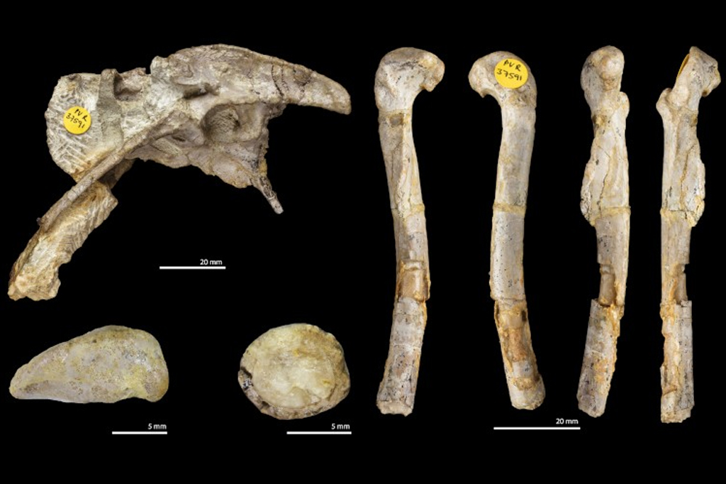 Cientistas descobrem dinossauro dragão do tamanho de uma galinha no Reino Unido 2 Ossos do dinossauro Pendraig milnerae.