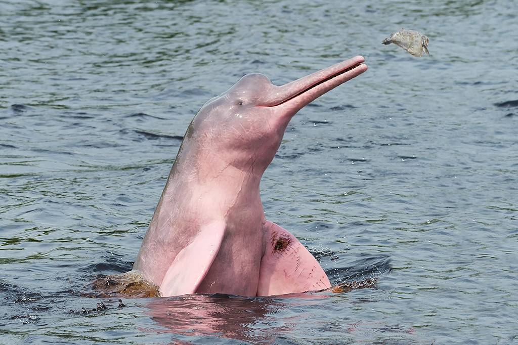 Por que o boto cor-de-rosa é rosa?