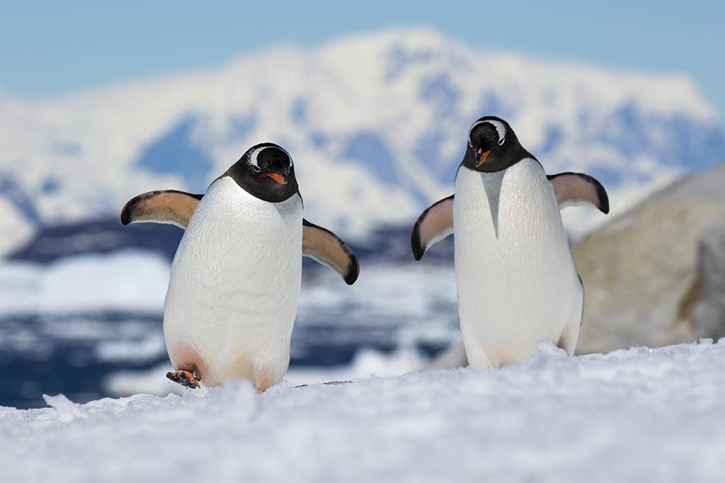 Como os pés de pinguins não congelam em contato com o gelo?