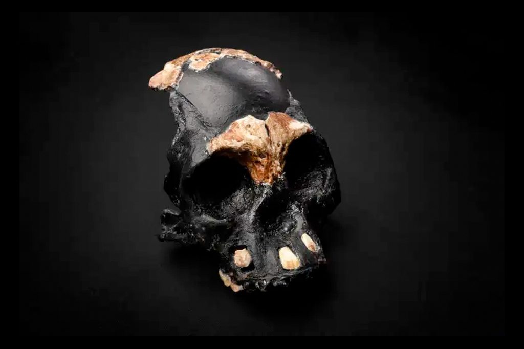 Crânio encontrado na África do Sul sugere que Homo naledi sepultava seus mortos