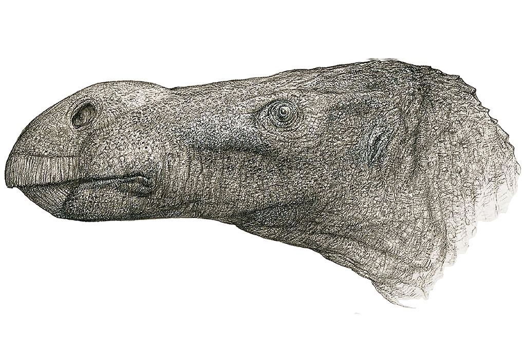 Médico aposentado descobre nova espécie de dinossauro narigudo