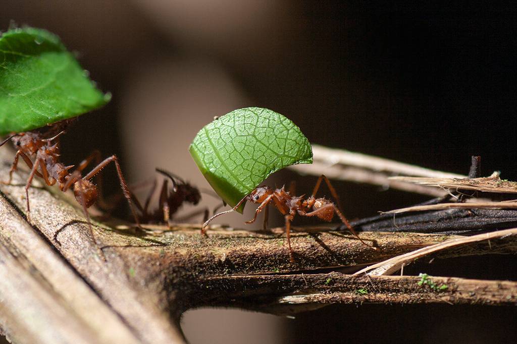 Uma única proteína pode transformar algumas formigas operárias em rainhas