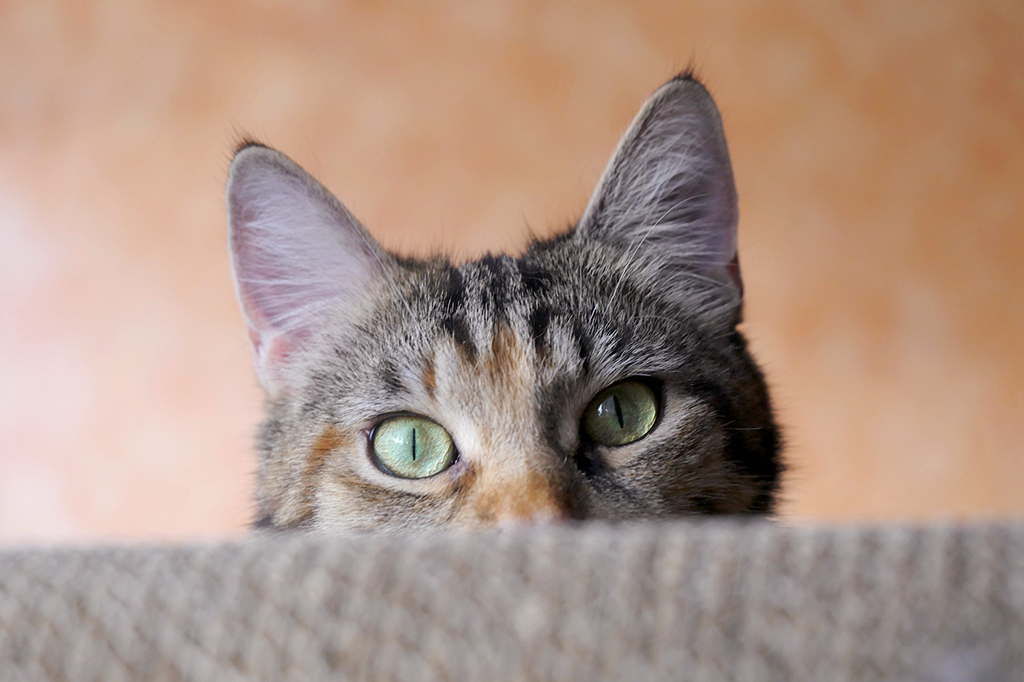 Gatos rastreiam nossa presença usando apenas suas orelhas Gatinho escondido olhando pra câmera.