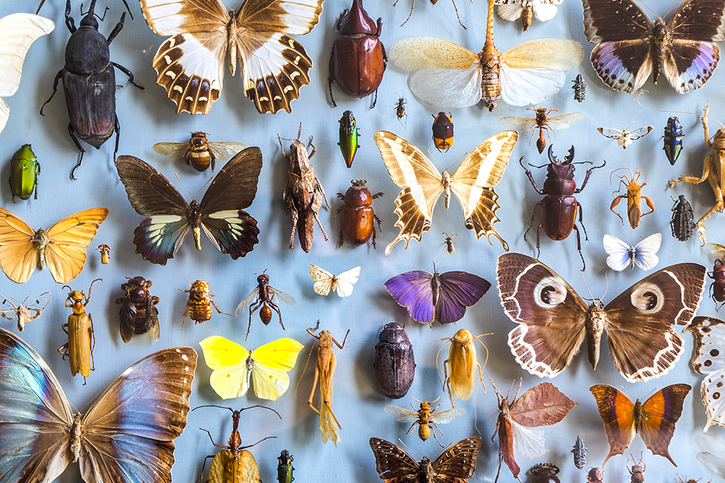Foto de diversos insetos dispostos em uma superfície azul.