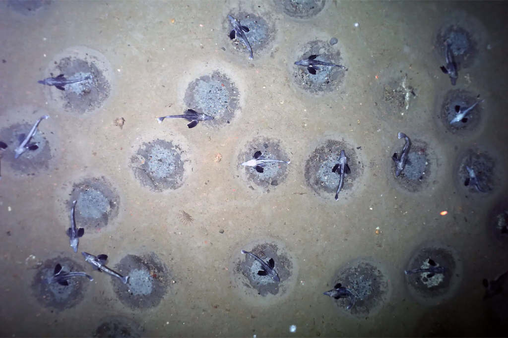 Berçário com 60 milhões de ninhos de peixes é descoberto na Antártida