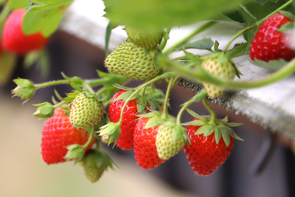 Por que as frutas começam verdes e ficam coloridas conforme amadurecem?