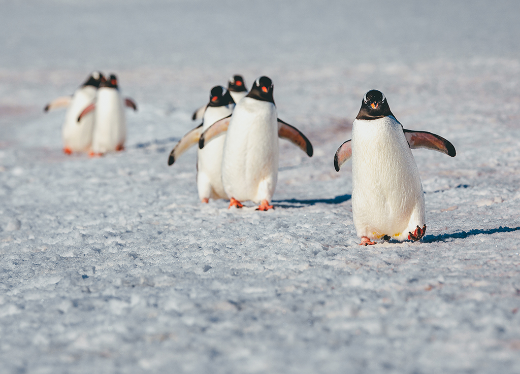 Nova colônia de pinguins na Antártida alerta para crise climática