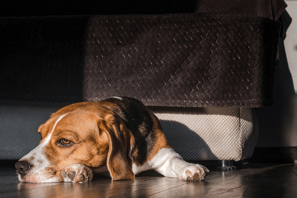Cachorro triste deitado no chão.