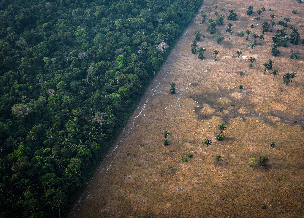 Por que a floresta não está se recuperando após a mineração de ouro na Amazônia