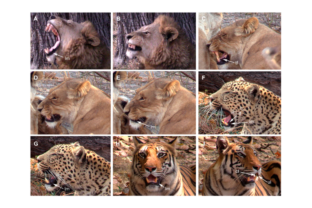 SI_Tigres dente-de-sabre_site3 Montagem de fotos: espécies de felinos selvagens mostrando expressões faciais diversas.