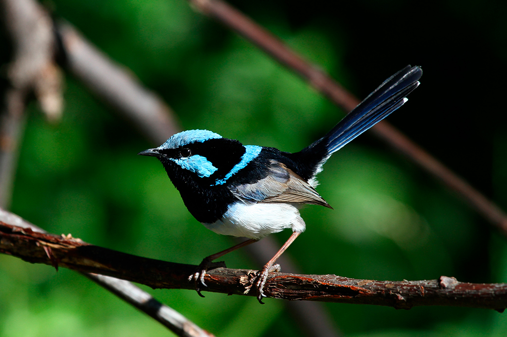 Algumas espécies podem evoluir mais rápido do que se pensava